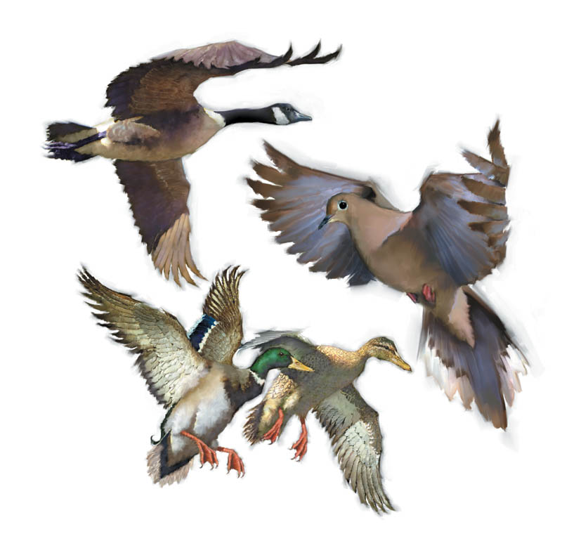 Faux Traditional-Canada Goose Mourning Dove and Mallards Illustration