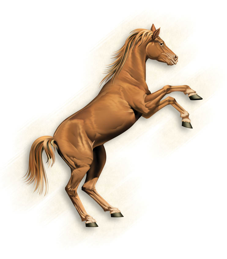 Realism-Horse Illustration
